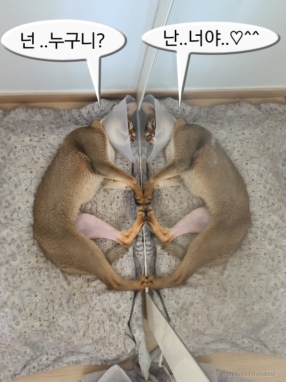 친언니가 유기묘 구조해서 수술하고 최초 발견자 아저씨한테 입양보냈었는데 ㅋㅋㅋ | 인스티즈