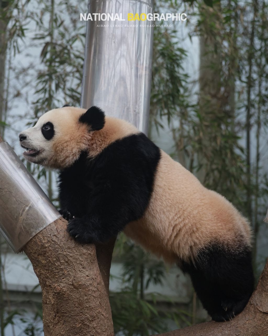 감자다리 후이바오🐼 | 인스티즈