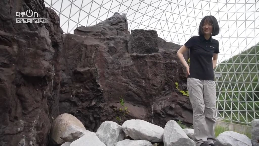 '절멸'의 '한국 호랑이'. 🐅 그 100년간의 이야기. -마지막- | 인스티즈