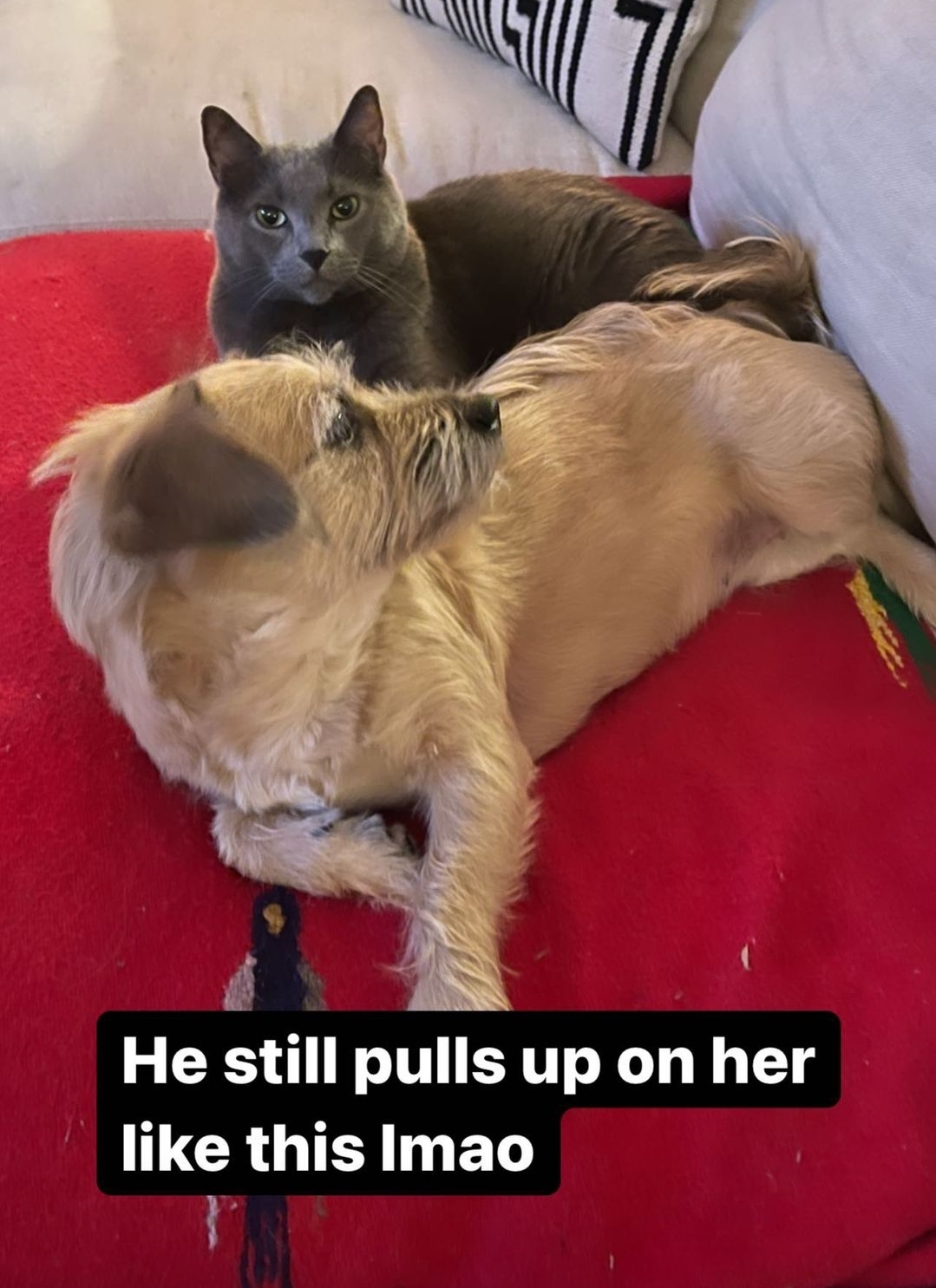 아콰피나가 키우는 한국 유기견 출신 행운이 | 인스티즈