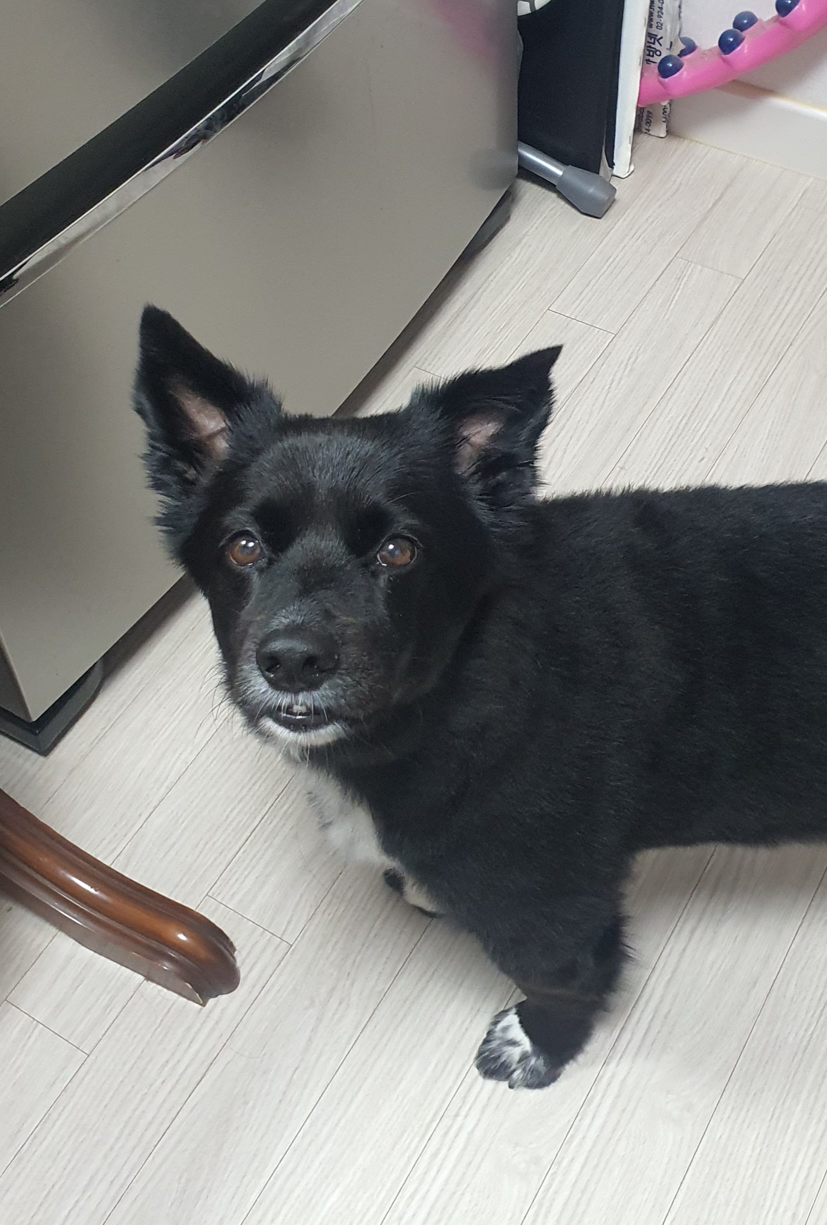 동네 친한 강아지 새끼낳았는데 나 자꾸 따라다녀 (동물농장/ 사진많음) +사진추가 | 인스티즈