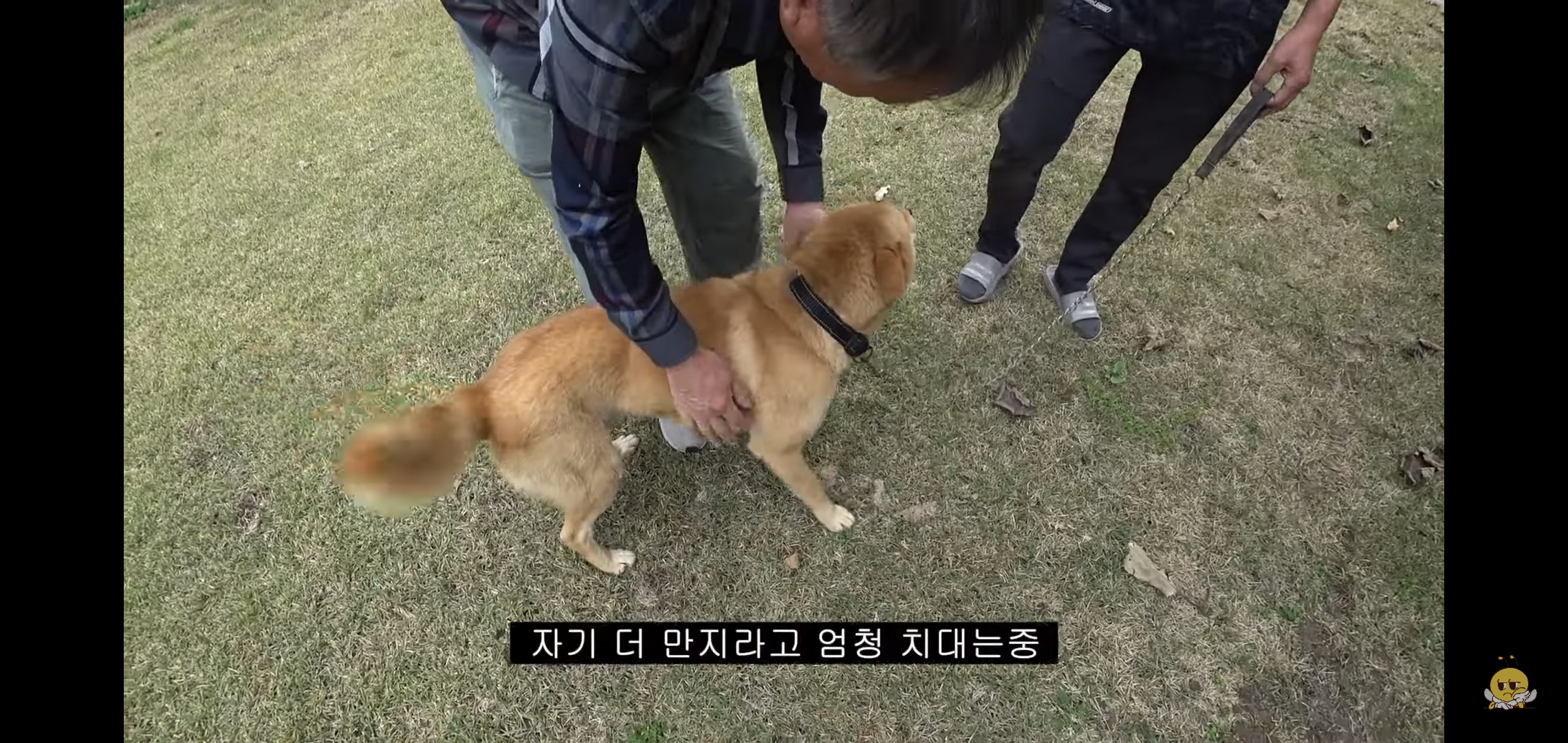 갑자기 유튜버 집에 들어온 떠돌이개가 알고보니 부잣집 도련님이었음.jpg | 인스티즈