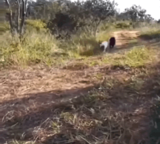 우리집 강쥐가 새로 사귄 친구 데려옴.gif | 인스티즈