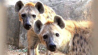 동물들이 100m 달리기를 하면 몇초가 나올까? | 인스티즈