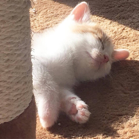길가다가 본 고양이 | 인스티즈