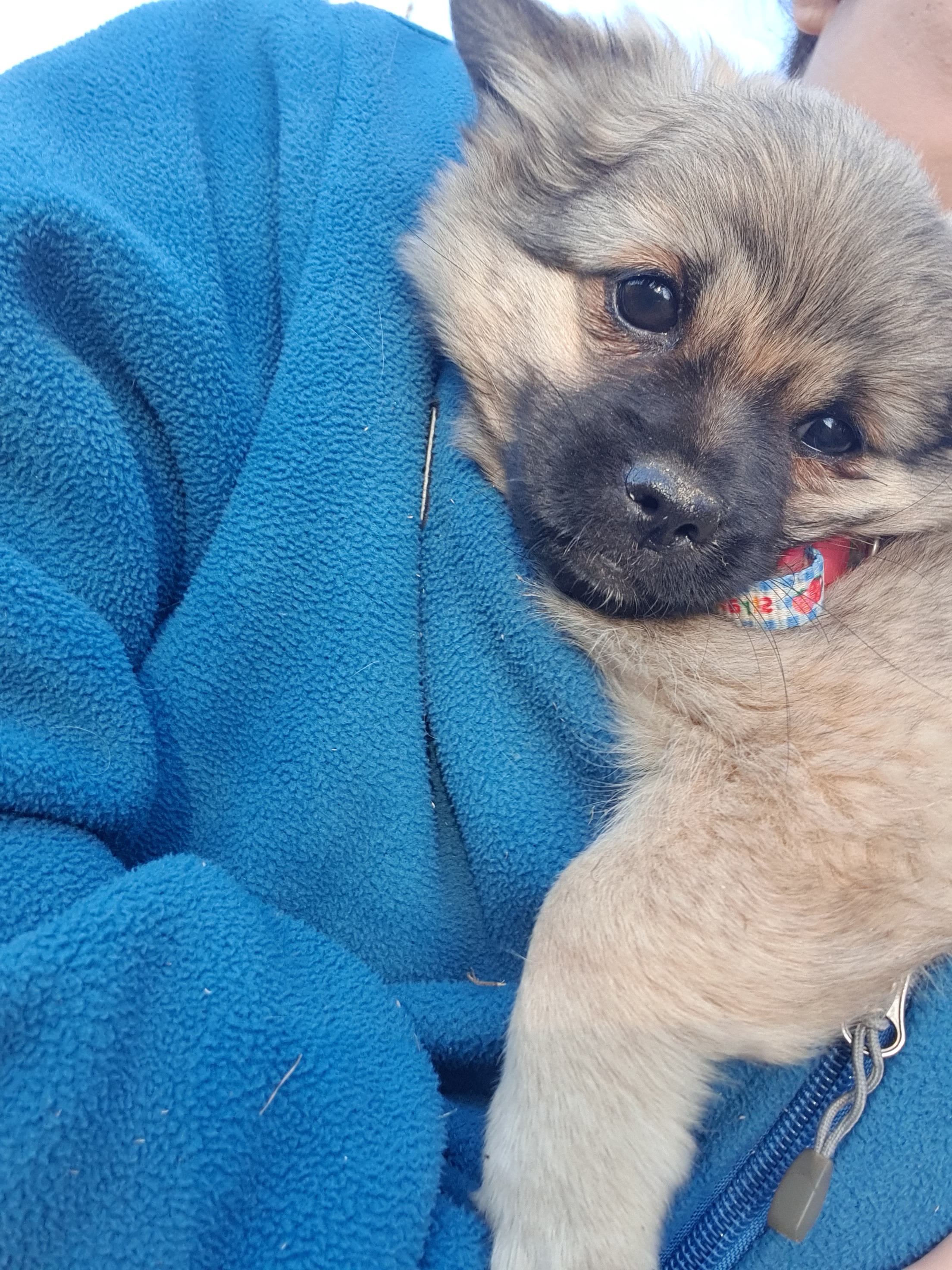 동네 친한 강아지 새끼낳았는데 나 자꾸 따라다녀 (동물농장/ 사진많음) +사진추가 | 인스티즈