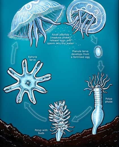 "자연사"가 존재하지 않는 생물 | 인스티즈