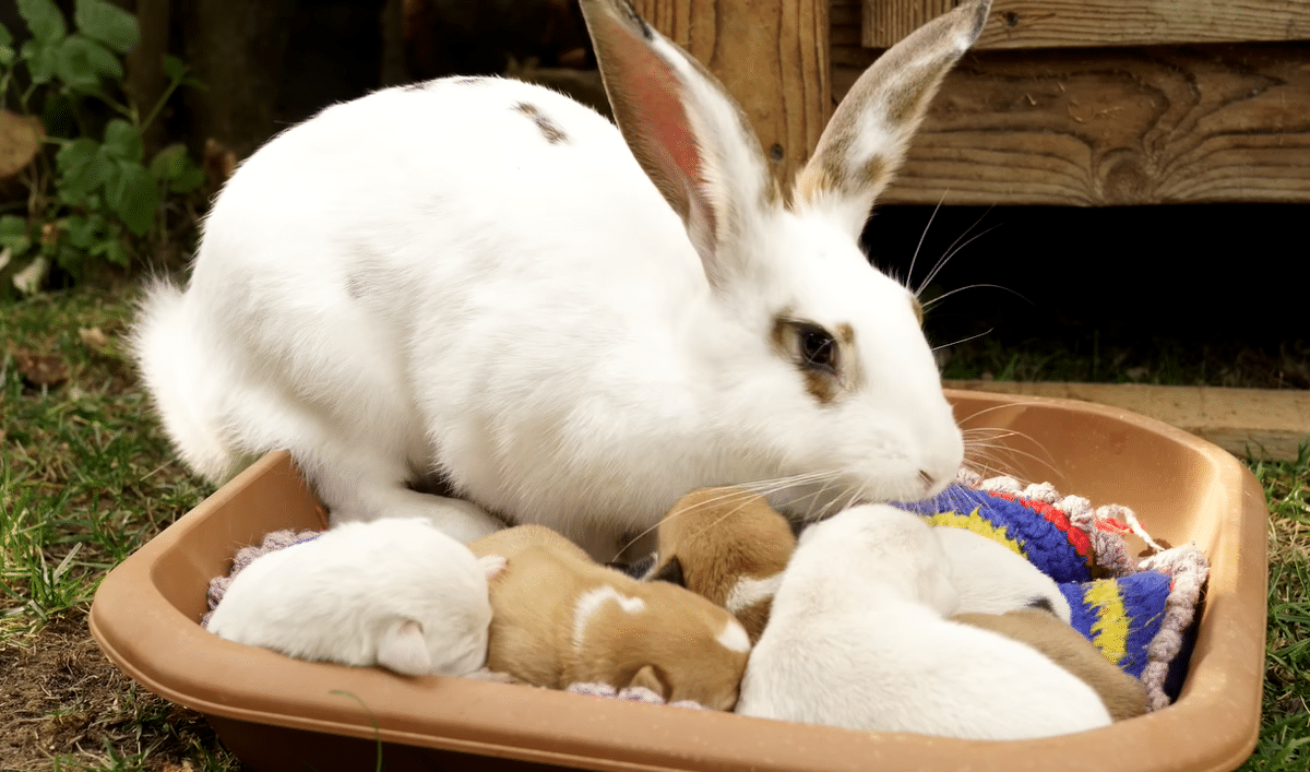 요즘 유튜브에서 은근히 인기 많다는 외국 시골 브이로그...jpg | 인스티즈