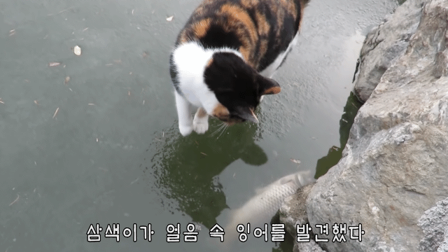 미국 뉴스채널에서 컨택당한 hahaha네 삼색이 | 인스티즈
