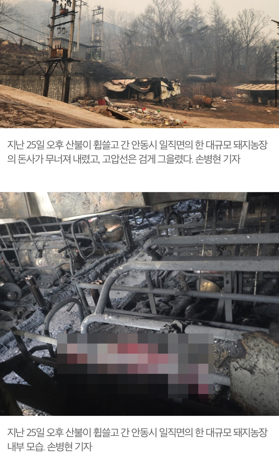 [르포] "살기 위해 몸만 나왔다”…화마가 휩쓴 안동 돼지농장 | 인스티즈