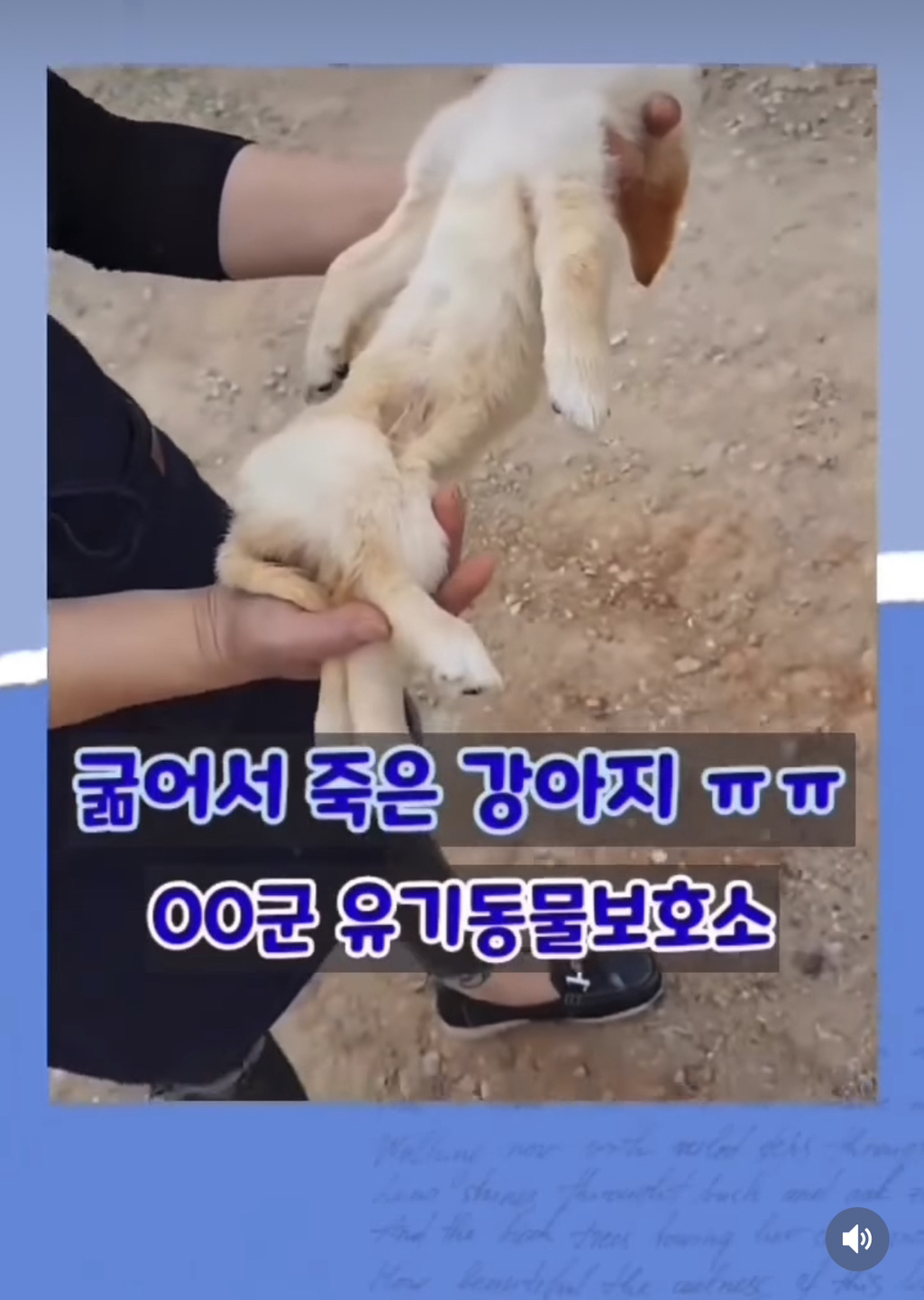 무안군 유기견보호소에서 사료와 물을 먹지 못해서 굶어죽고 말라죽는 유기견들 | 인스티즈