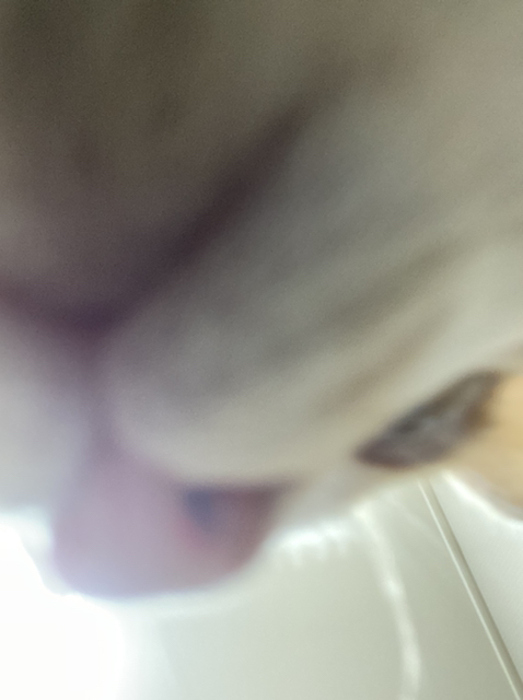 냥줍한지 한달 된 우리 고양이 보고가~!~! | 인스티즈