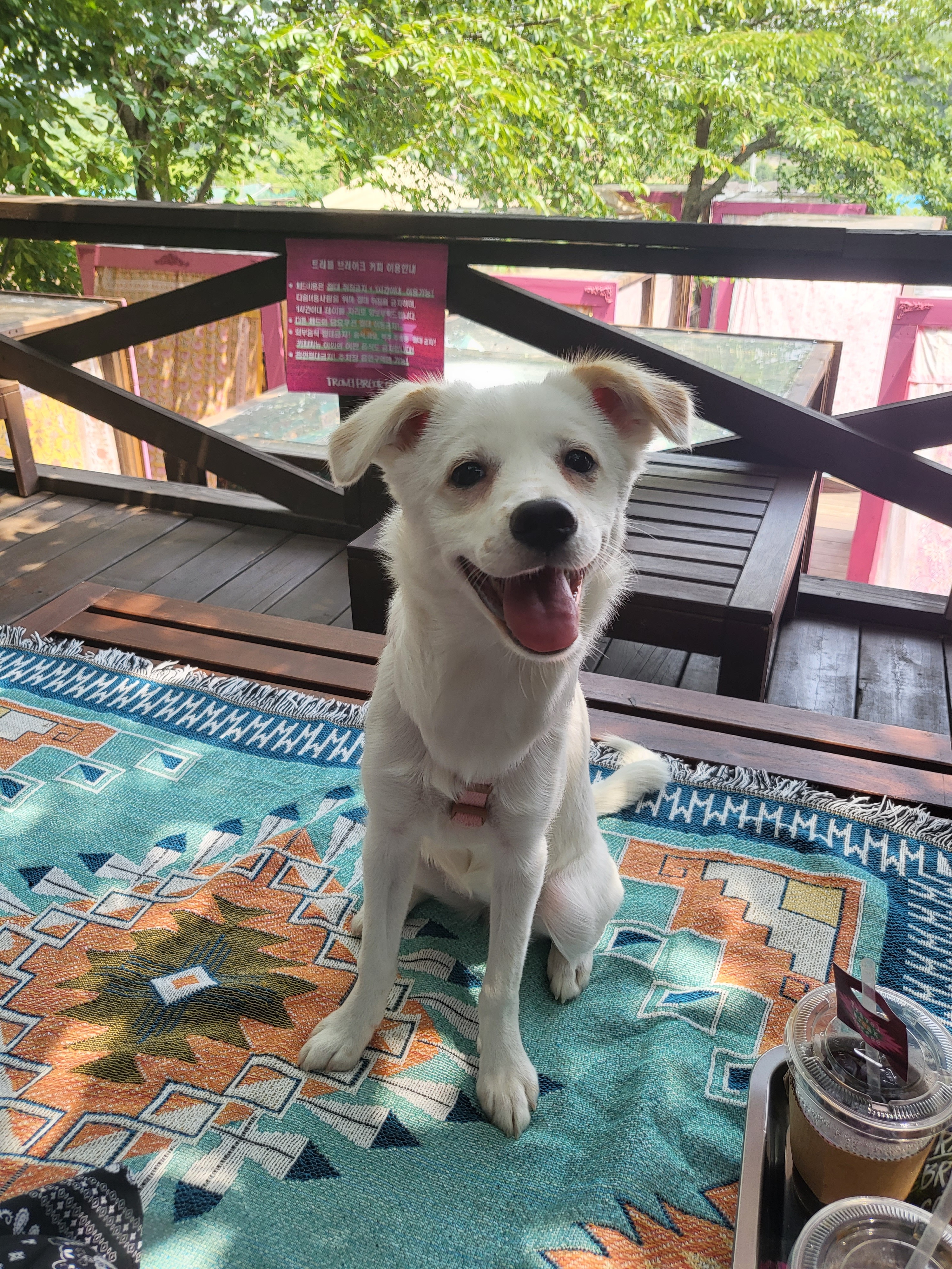 인간인 나보다 표정이 다양한 강쥐.. | 인스티즈