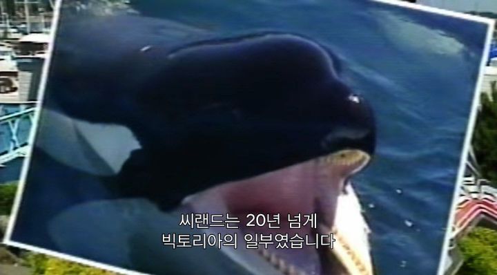 어느날 소방서에 고래가 조련사를 잡아 먹었다는 신고가 들어왔다 .jpg (스압주의) | 인스티즈
