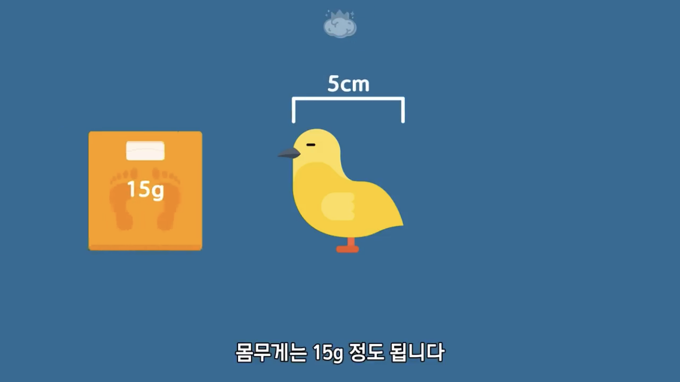 거리에 비둘기가 이렇게 많은데 왜 새끼 비둘기는 안 보일까? | 인스티즈