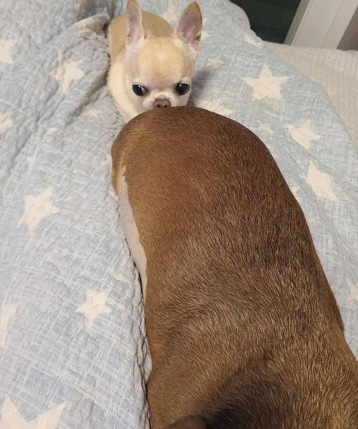 대왕 모카번 먹는 치와와.jpg | 인스티즈