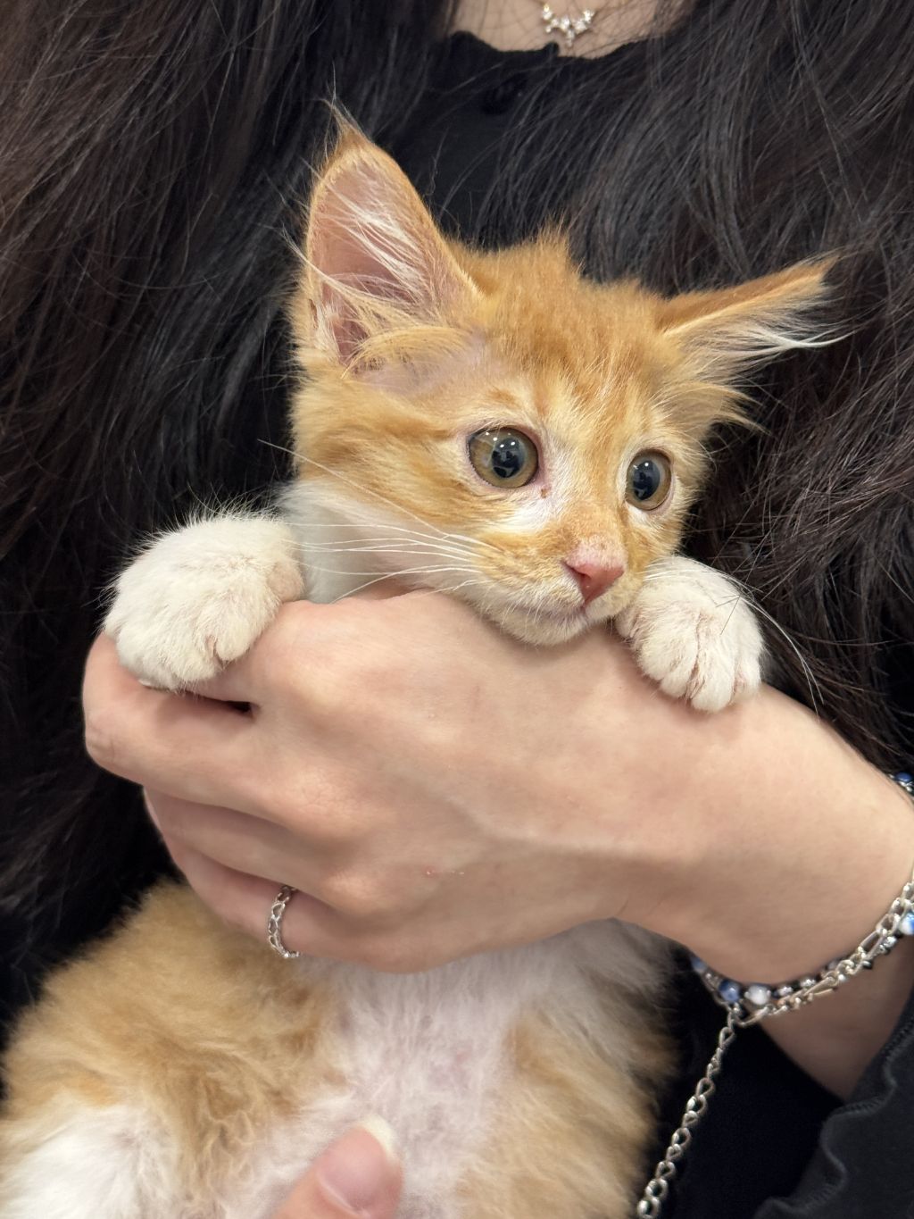 [입양홍보] 눈이 붙고 꼬리가 잘리고 링웜에 기아로 발견됐다 용된 고양이 - 품종느낌 사라졌다고 입양취소됨 | 인스티즈