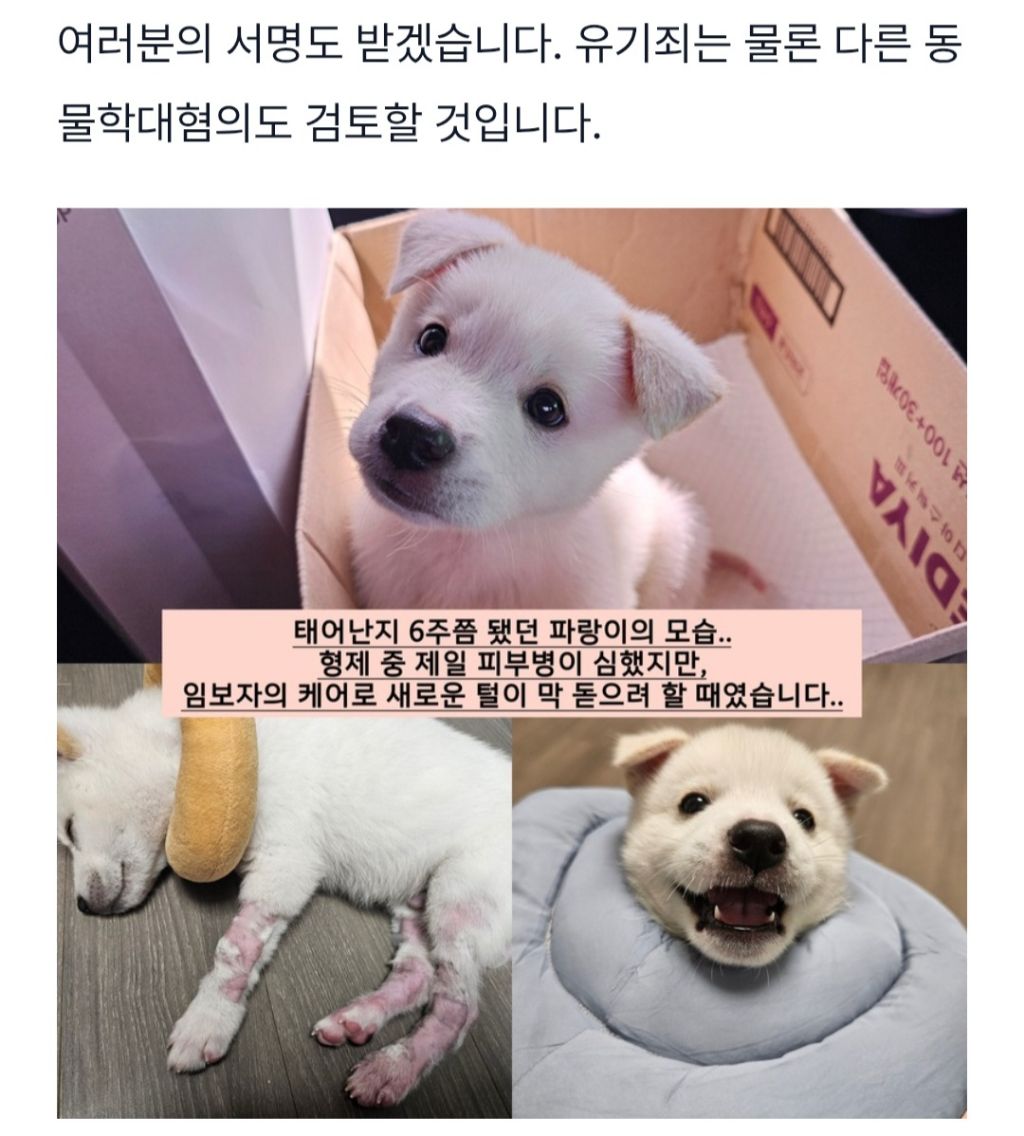 "2개월 아기강아지를 입양3일만에 유기한 20대 커플" 고발 서명 동참부탁해 | 인스티즈