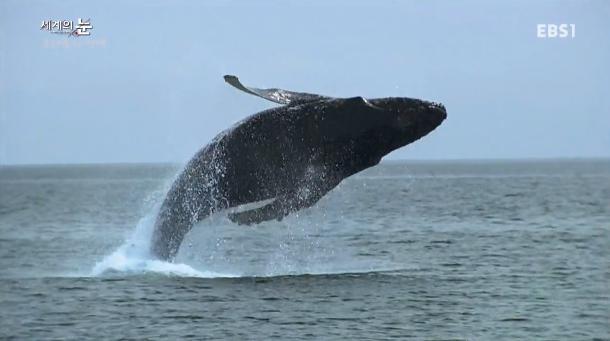 범고래 떼를 이길 수 있는 유일한 생명체 | 인스티즈