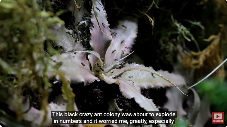 거대한 수조에 열대우림 환경을 조성해놓으면 생기는 일 - 2 | 인스티즈