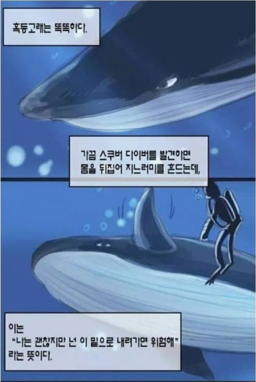 범고래 떼를 이길 수 있는 유일한 생명체 | 인스티즈