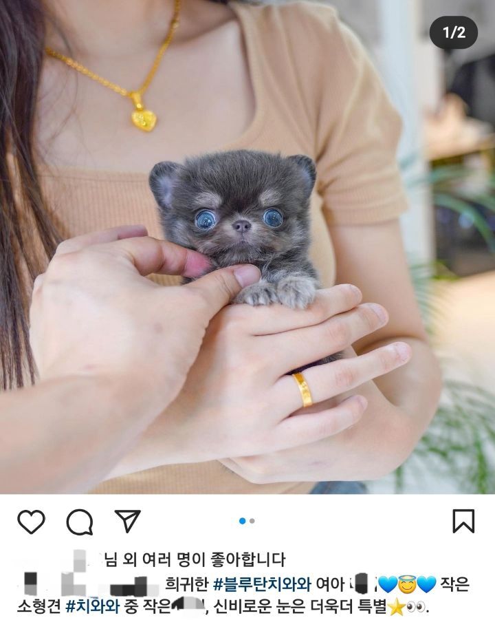 이제 하다하다 강아지 눈색깔까지 따지는 펫샵들 | 인스티즈