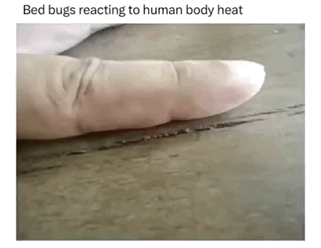 꽁꽁 숨어있다가 체온에 반응해서 기어나오는 베드버그(빈대)… | 인스티즈