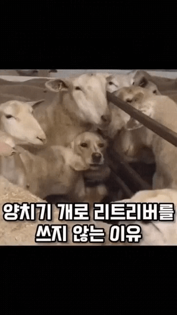 양치기 개로 리트리버를 쓰지 않는 이유ㅋㅋㅋㅋㅋㅋㅋ | 인스티즈