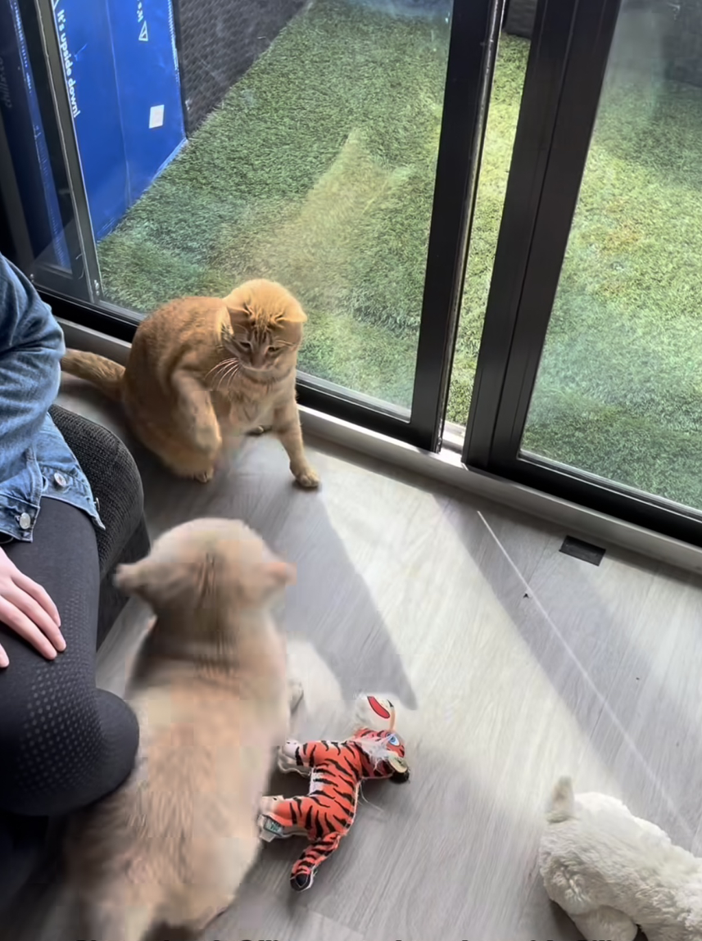 강쥐랑 고앵이랑 친해지는 과정 | 인스티즈