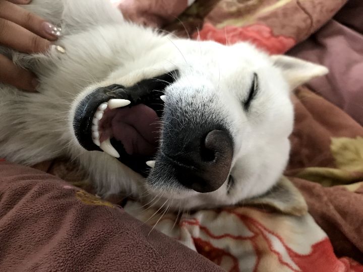 우리집 개 자는거 보실분? | 인스티즈