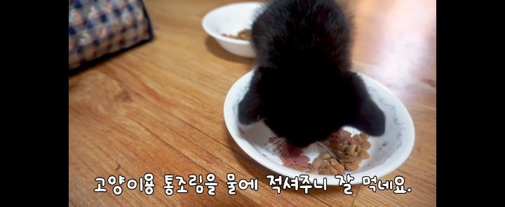 얼어죽어있던 아기고양이를 녹였더니.. | 인스티즈