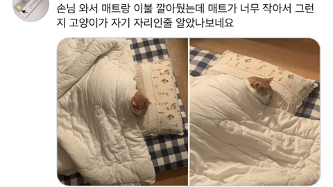 집사야 내 이불 깔아준거냥?? | 인스티즈