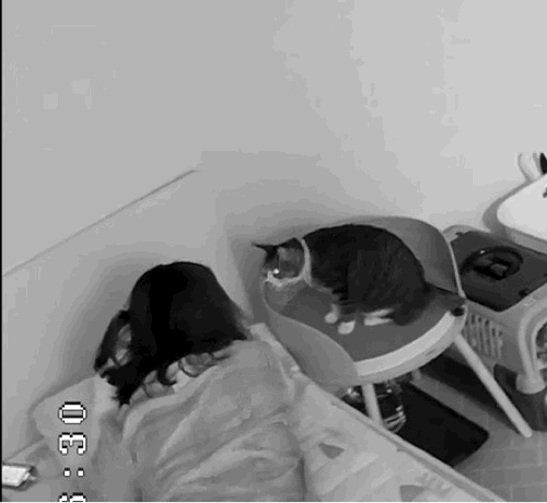 [고양이] 나 맞고 살아.. +꾸준히 증거 업뎃중 | 인스티즈