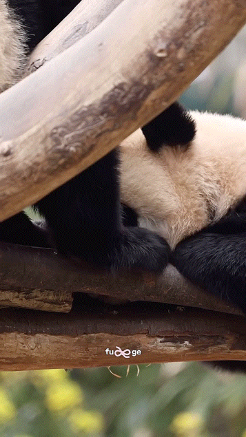 후이바오 마들렌 만드는 루이바오 | 인스티즈