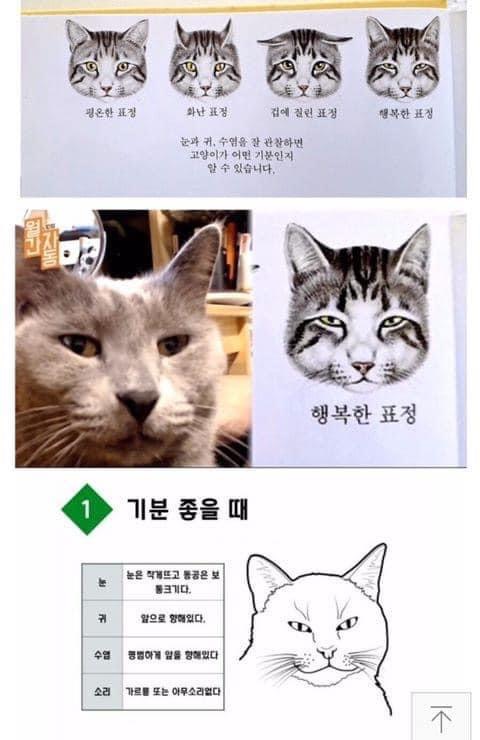 많이들 오해하는 고양이 표정 원탑 | 인스티즈
