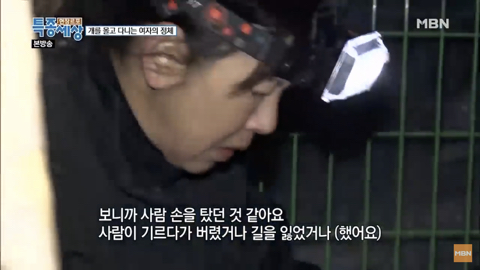 당신이 버린 강아지는 어떻게 되었을까 | 인스티즈