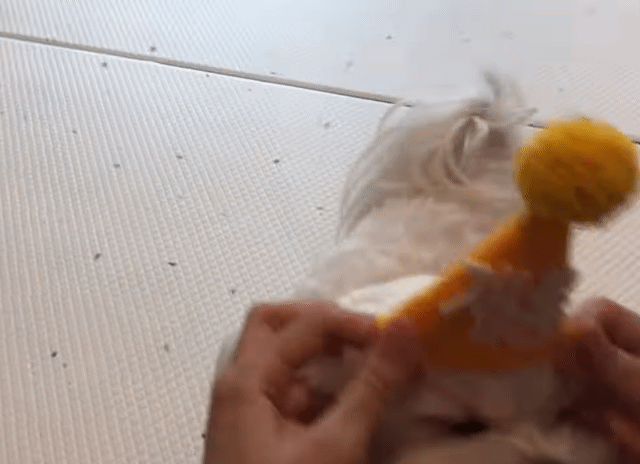 생일이 뭔진 모르겠지만 아무튼 신난 재롱이 | 인스티즈