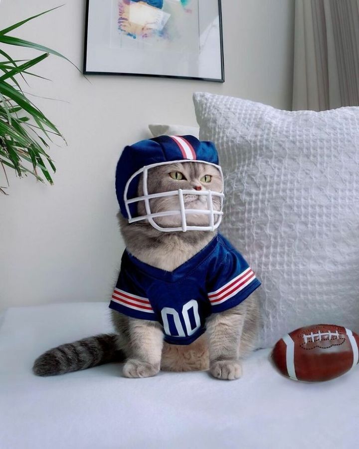 옷 잘입는 고양이 데일리패션 | 인스티즈