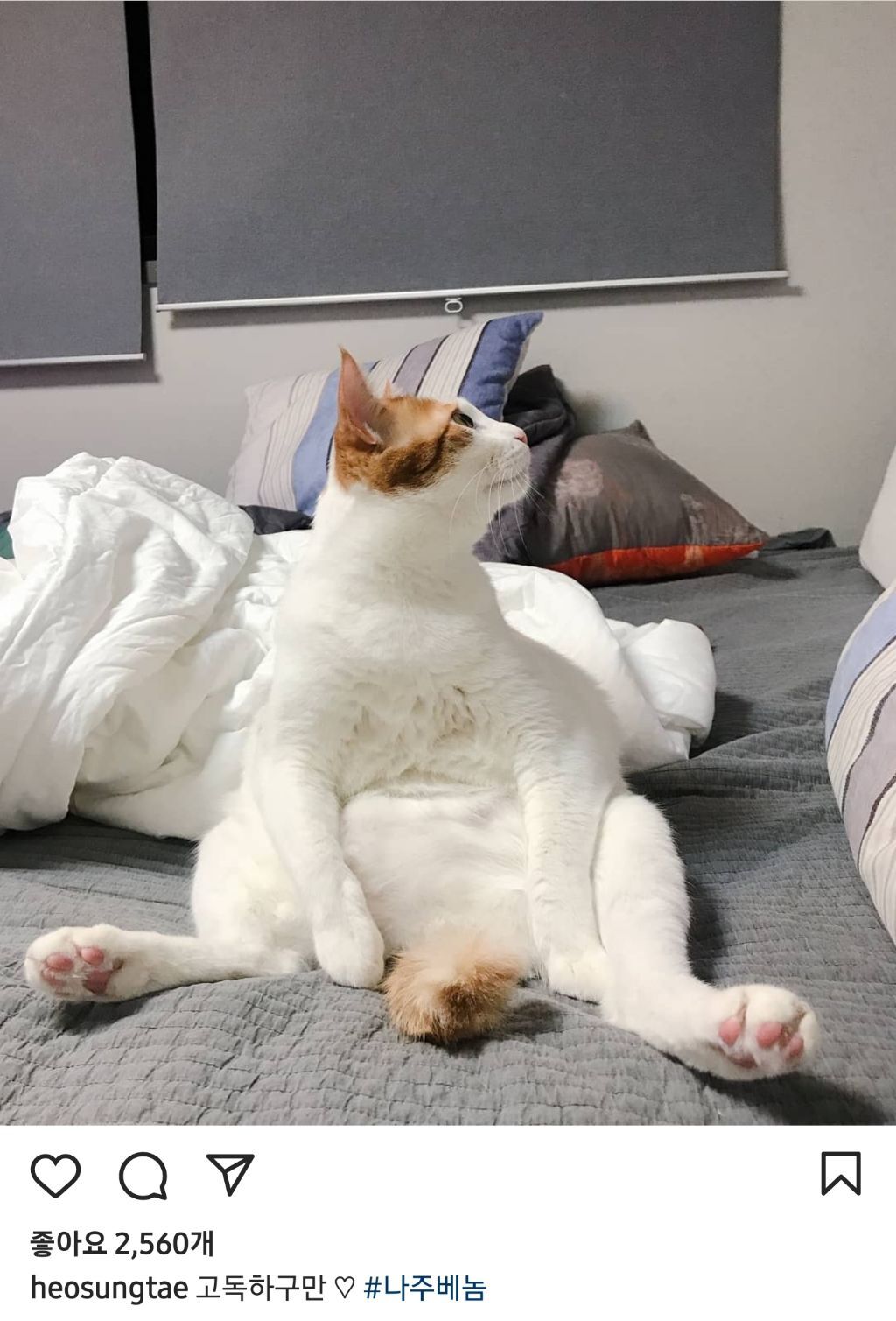 배우 허성태네 고양이들 | 인스티즈