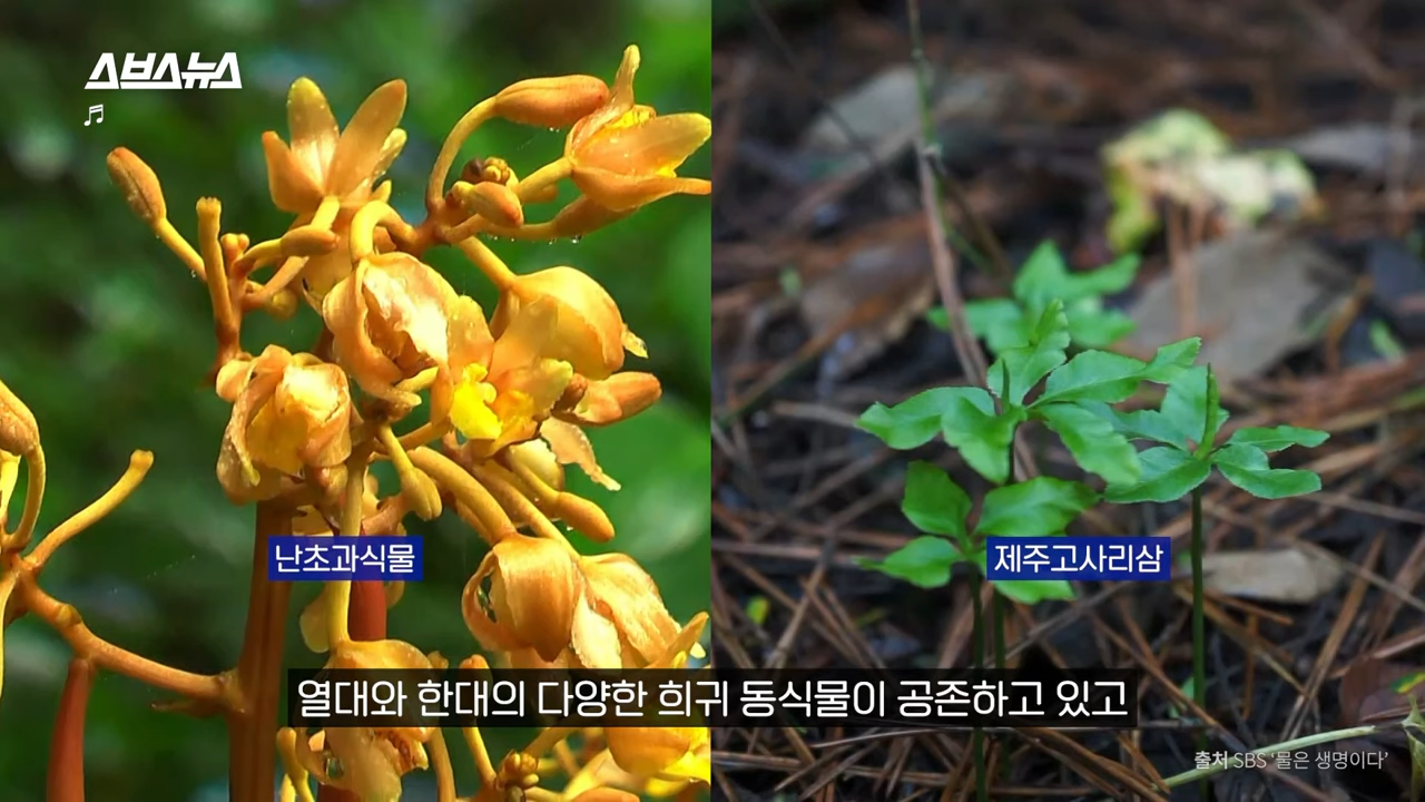 제주도에서 나무 10028그루가 베어진 이유 | 인스티즈