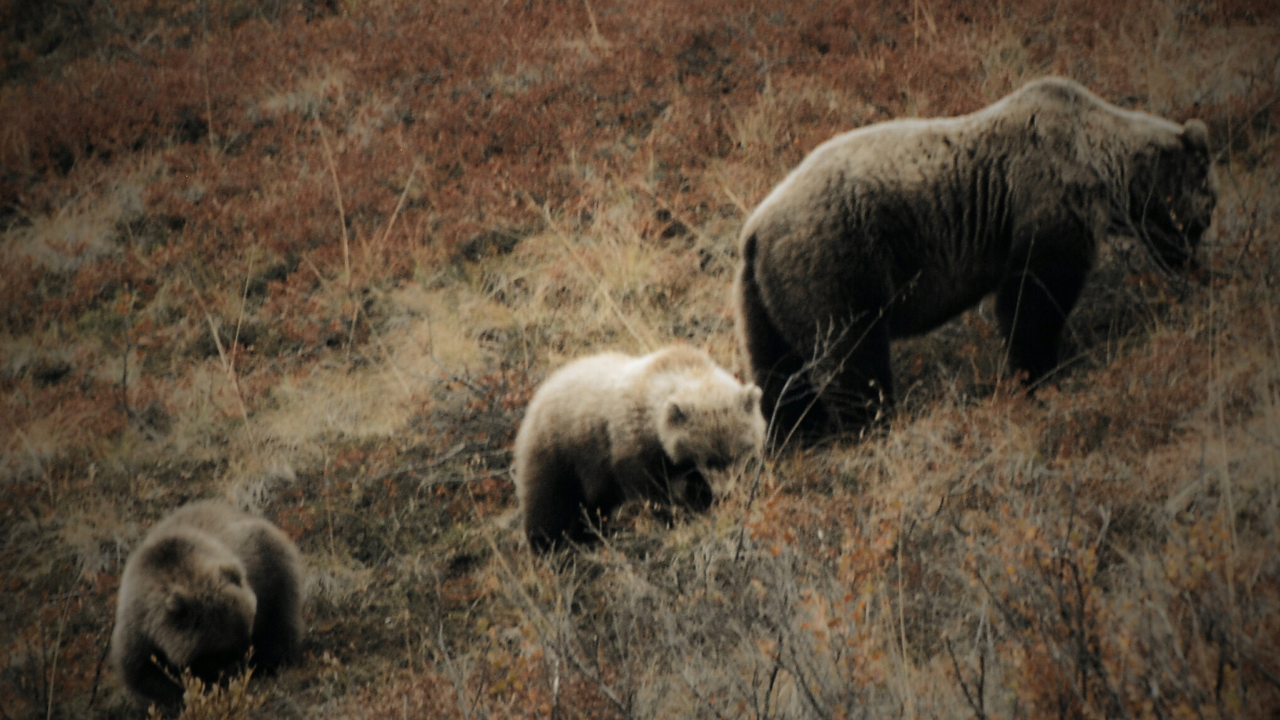 인류 역사의 99%를 알아보자: ADHD 유전자 | 인스티즈