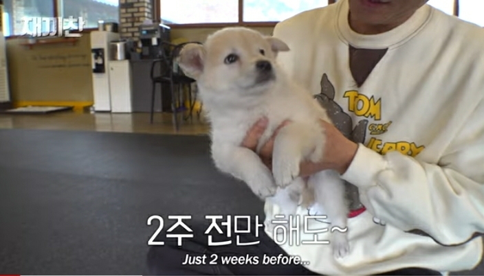 개농장에서 구출됐던 강아지 꽃님이의 버르장머리 없어진 최근 모습 | 인스티즈