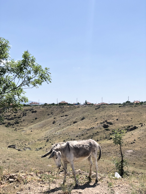 길 가다 찍은 동물 칭구칭구들 사진 자랑하는 달글🐈🦮🐜🐝🐥 | 인스티즈
