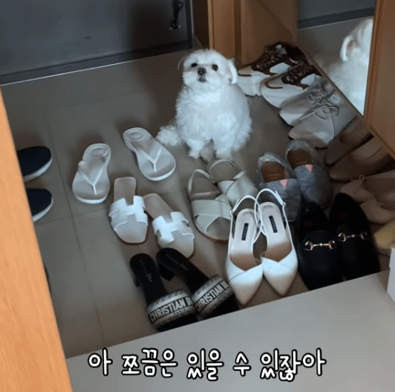 현관을 못 벗어나는 집돌이 강아지.gif | 인스티즈