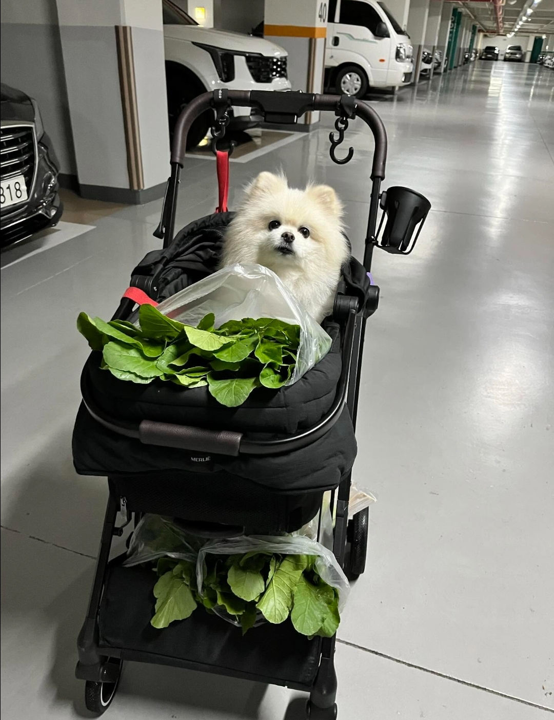 🐶: 강아지 유아차가 뭐라고 생각해? | 인스티즈