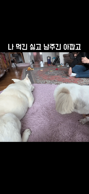 22만 유튜버 강복순 인성논란 | 인스티즈