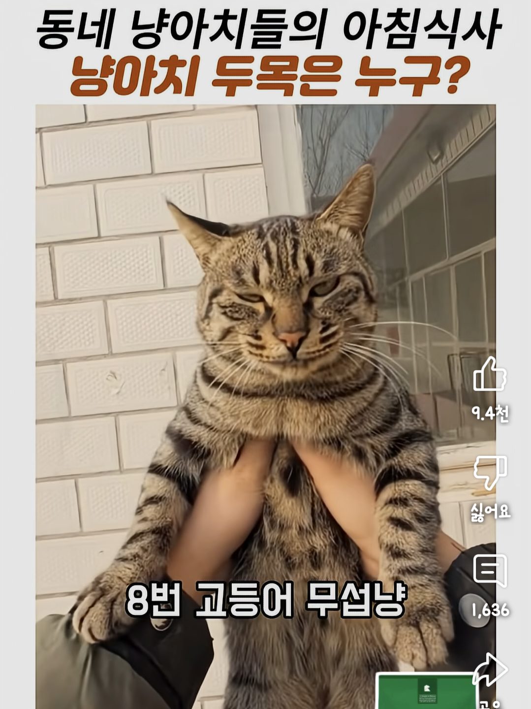 동네 냥아치들의 아침식사. 냥아치 두목은 누구? | 인스티즈