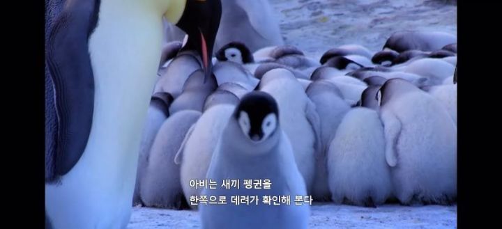 펭귄이 자신의 남편/아내와 자식을 구분하는 법 .jpg gif | 인스티즈