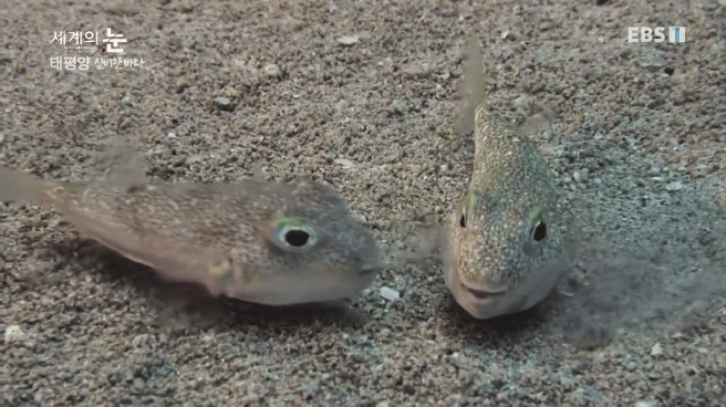 정말 흥미로운 과학자들이 12년만에 밝혀낸 바다속 신비한 문양의 비밀.jpgif | 인스티즈