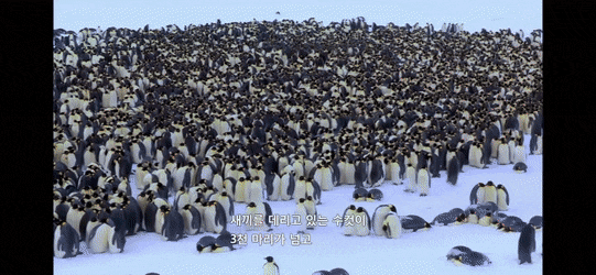 펭귄이 자신의 남편/아내와 자식을 구분하는 법 .jpg gif | 인스티즈